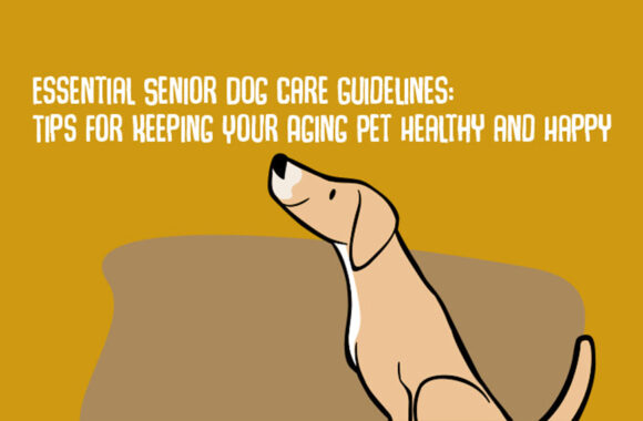 Senior Dog Care Guidelines: Tips for Pet Owners