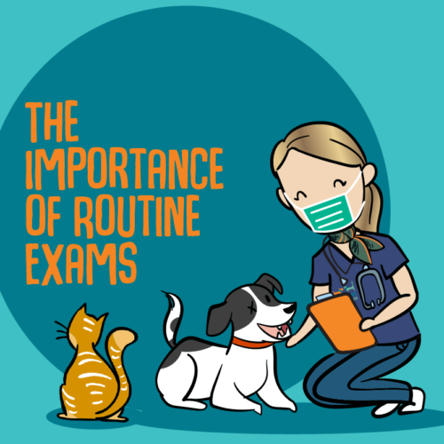 The Importance of Routine Exams for Your Pet