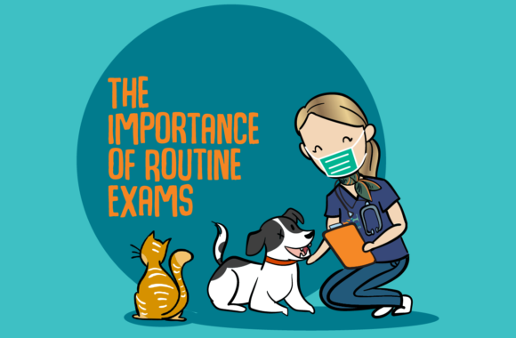 The Importance of Routine Exams for Your Pet