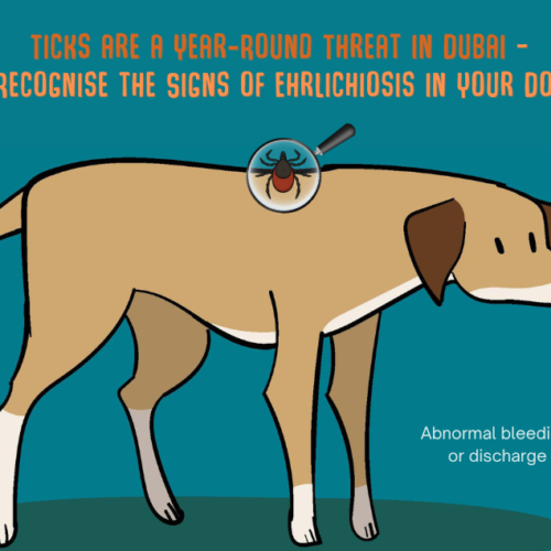 Protect Your Pets from Ehrlichiosis