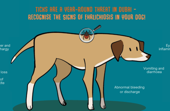 Protect Your Pets from Ehrlichiosis