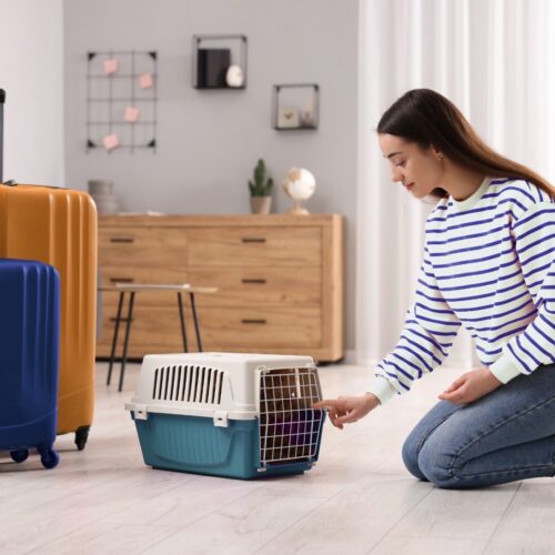 Preparing Your Pets for Your Vacation: A Guide for Pet Owners in Dubai