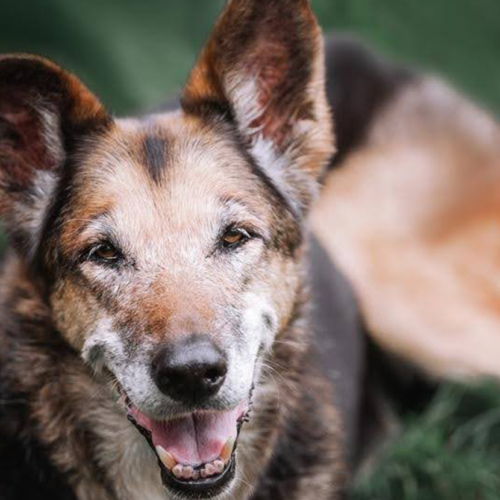 Top 5 Health Challenges for Senior Pets and How to Address Them