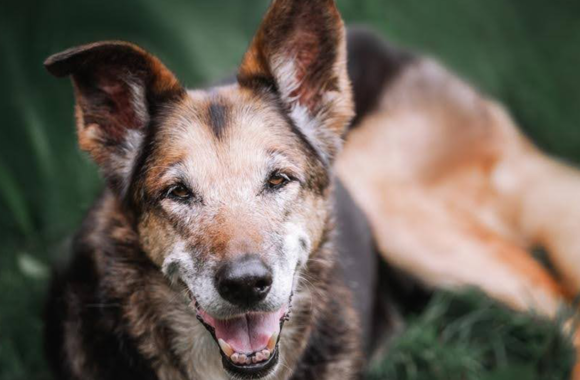 Top 5 Health Challenges for Senior Pets and How to Address Them