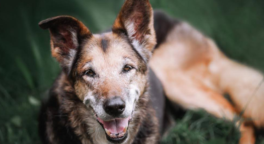 Top 5 Health Challenges for Senior Pets and How to Address Them